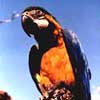 macaw in Brasilia